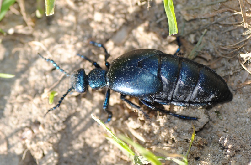 Meloe violaceus, femmina